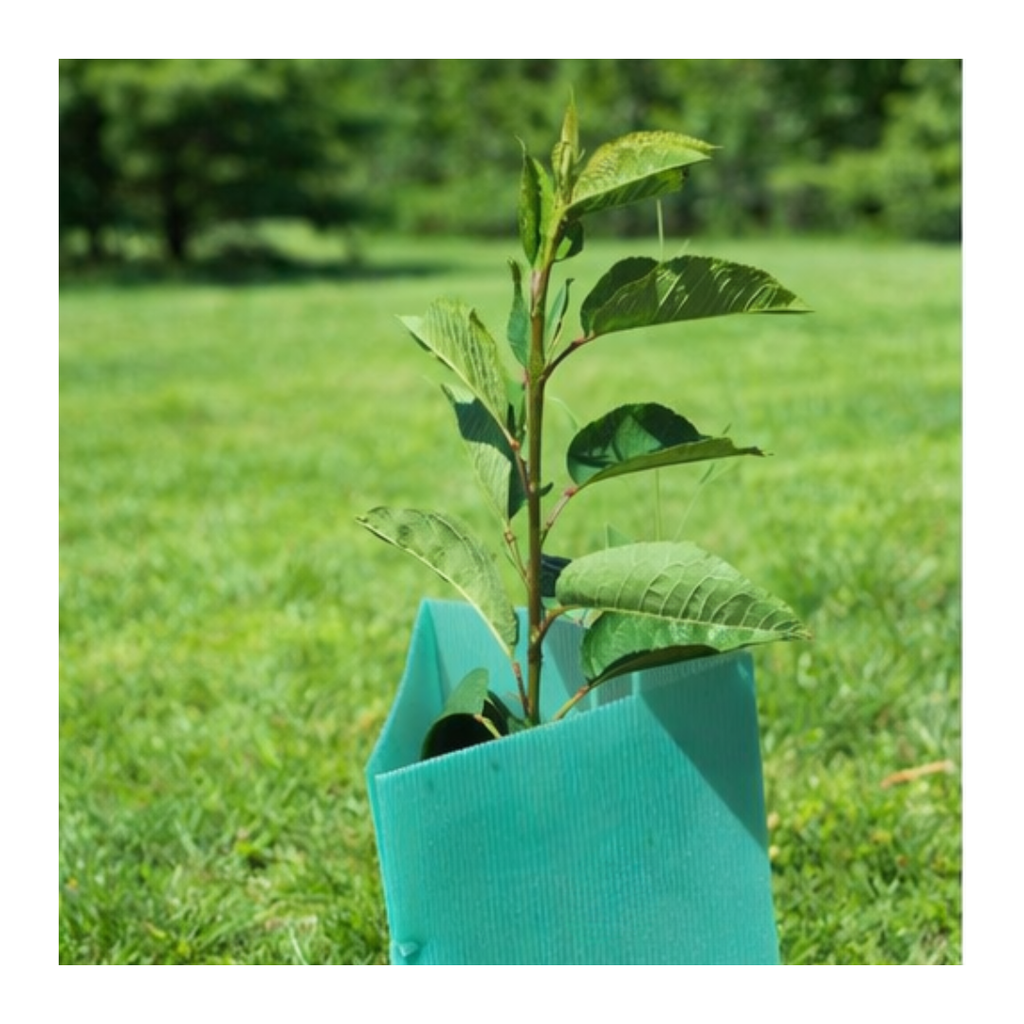 Pack 10 protectores Árbol 40x10