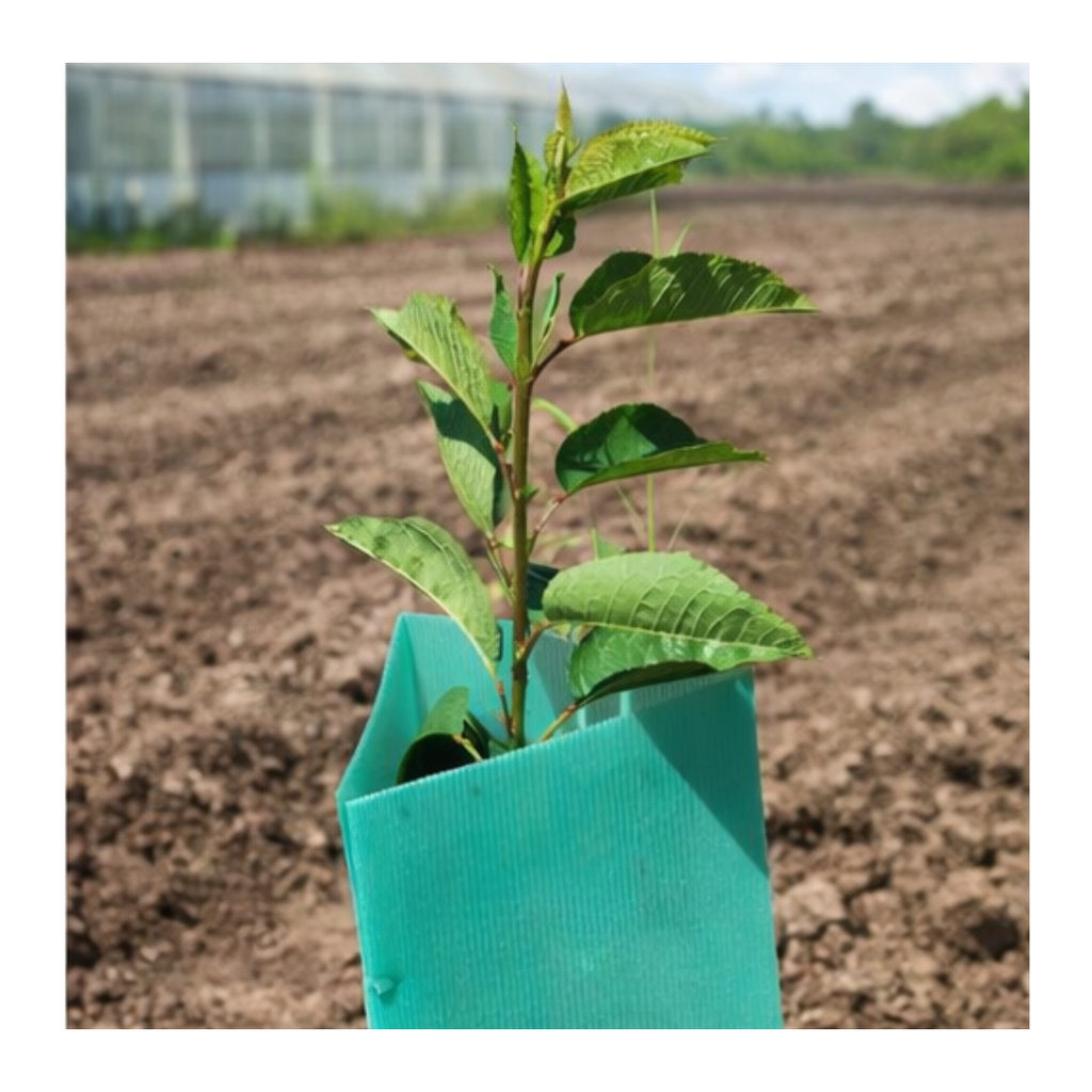 Pack 10 protectores Árbol 45x15