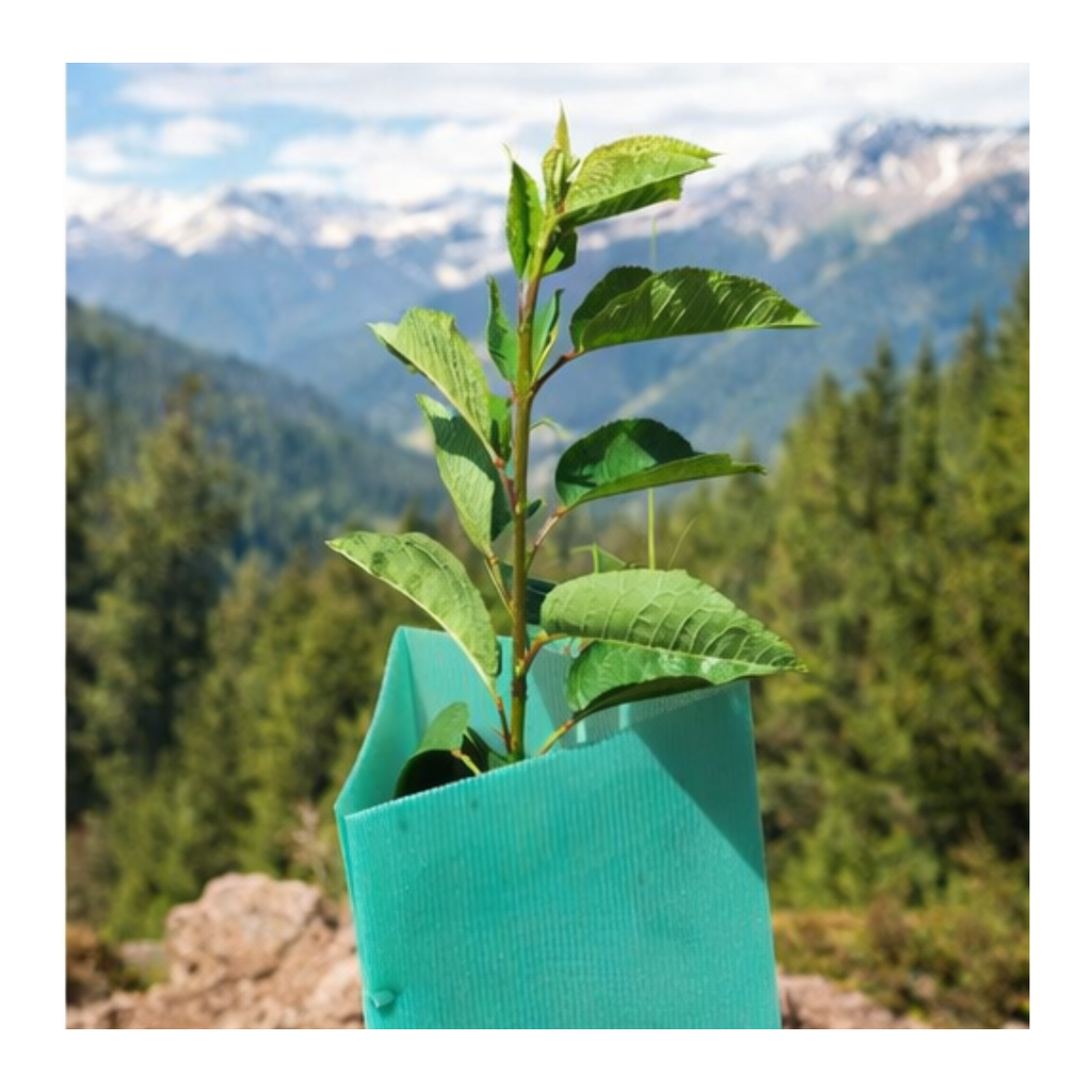 Pack 10 protectores Árbol 45x8