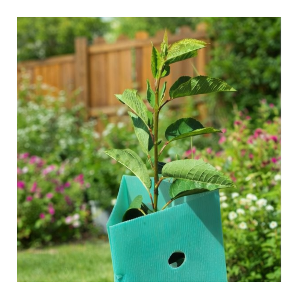 Pack 10 protectores Árbol 70x12