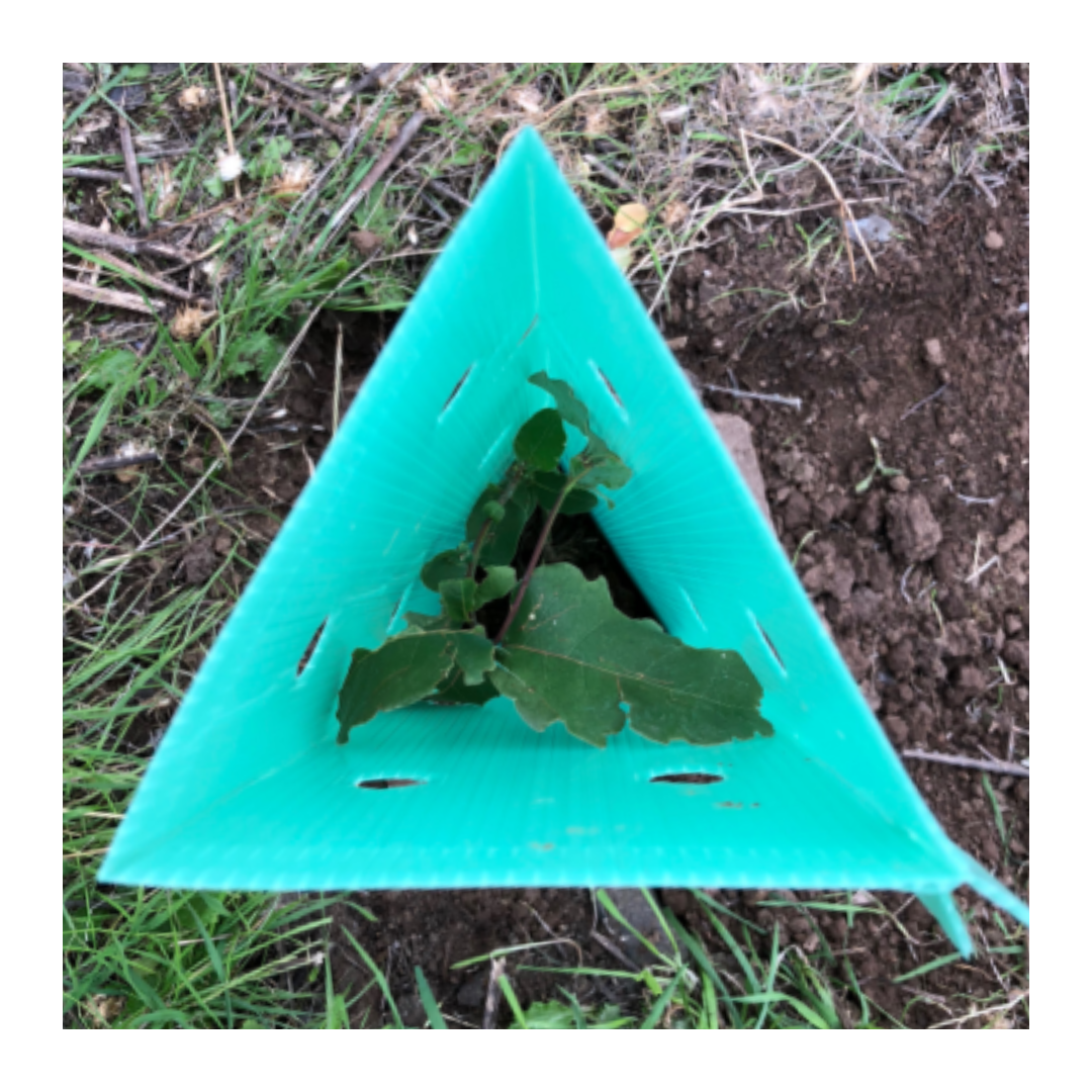 Pack 10 protectores Árbol 50x12