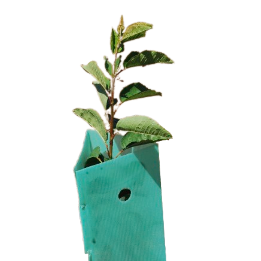 Pack 10 protectores Árbol 70x12