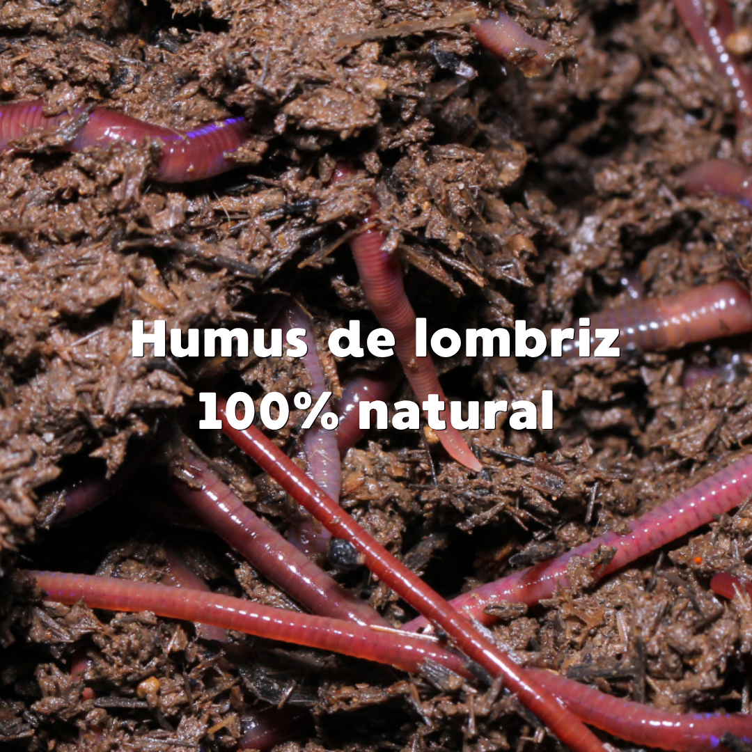 Humus de Lombriz 🌱