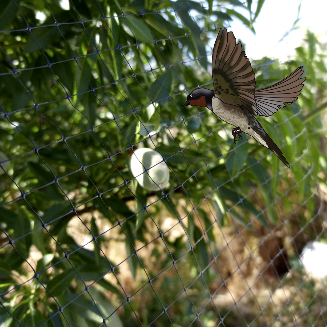 Malla Antipájaro 2x10 metros