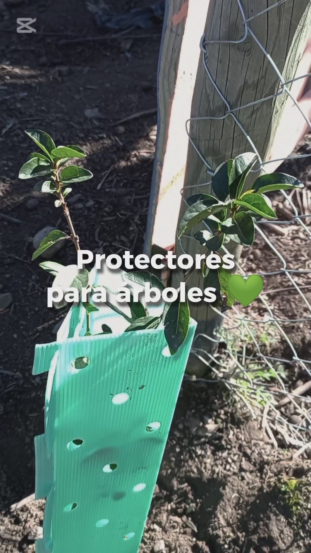 Pack 10 protectores Árbol 70x12